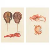 Two Sea Life Engravings from Deliciae Naturae Selectae by Georg Wolfgang Knorr, Hand-colored engravings, sold Jun 2022