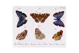 Untitled by Entomology.- Jablonsky, print (other), offered Mar 2021