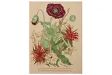 R.a. (1893-1977) by John Nash, lithograph, offered Mar 2021