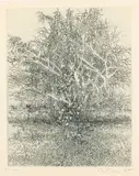 Catalba by Gabor Peterdi, Etching, sold Jun 2023