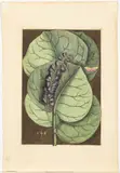 Mangrove Grape Tree by Mark Catesby, Engraving, sold Jun 2023