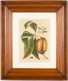 Paw Paw by Mark Catesby, Hand Colored Engraving, sold Jun 2025