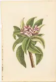 Plumeria (Pink Oleander), Plate 92 by Mark Catesby, Hand Colored Engraving, sold Jun 2023