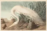 White Heron, Havell Ed. 1837, Plate 386 by John James Audubon, hand-colored aquatint with engraving, sold Jun 2023