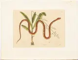 Viscum & C by Mark Catesby, Hand colored engraving, sold Jun 2023