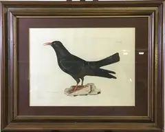 Red Legged Chough, Plate XXXII by Prideaux John Selby, Color lithograph, sold Jul 2021