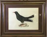 Red Legged Chough, Plate XXXII by Prideaux John Selby, Color lithograph, sold Jul 2021