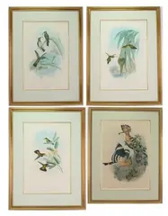 Eutoxeres condamini - Buff-tailed sicklebill by John Gould, Hand colored lithographs, sold Aug 2022