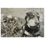 Chester Among the Flowers by John Rosenthal, Gelatin silver print (mounted), sold May 2022
