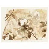 Cotton Boll by Chip Holton, Watercolor and graphite on paper, sold May 2022