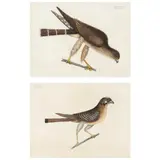 Two Hawk Prints from The Natural History of Carolina, Florida and The Bahama Islands, 1731-1743 by Mark Catesby, Hand-colored etchings, sold Apr 2022