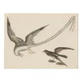 Red-billed Tropic Bird and Storm Petrel by Mark Catesby, Hand-colored etching, sold Apr 2022