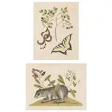 Two Prints from The Natural History of Carolina, Florida and The Bahama Islands, 1731-1743 by Mark Catesby, Hand-colored etchings, sold Apr 2022