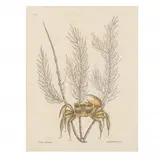 Cancer Arenarius (Fiddler Crab) by Mark Catesby, Hand-colored etching, sold Apr 2022