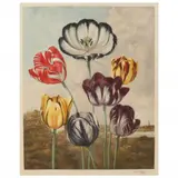 Tulips by Arthur Hogg, Mezzotint, sold Apr 2022