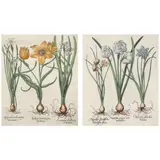 Two Botanical Illustrations from Hortus Eystettensis by Basilius Besler, Hand-colored engravings, sold Apr 2022