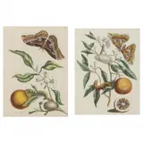 Two Antique Butterfly and Orange Engravings from Insects of Surinam by Maria Sybilla Merian, Hand-colored engravings on laid paper, sold Apr 2022