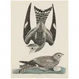 Night Hawk by Alexander Wilson, Hand-colored engraving, sold Apr 2022