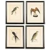 Thirteen British Birds by Francis Orpen Morris, Engraving, offered Sep 2025