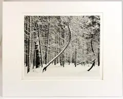 Untitled by John Sexton, Silver Gelatin Photo Print Listen to the Trees, offered Jan 2023