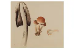Untitled by James Sowerby, pencil and watercolour, offered Feb 2021