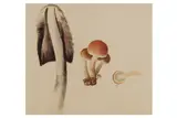 Untitled by James Sowerby, pencil and watercolour, offered Feb 2021
