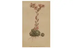 Untitled by William Curtis, lithograph, offered Feb 2021