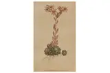 Untitled by William Curtis, lithograph, offered Feb 2021