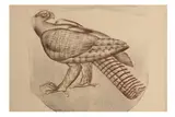 Untitled by William Frederick Colley, lithograph, offered Feb 2021