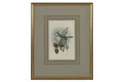 Untitled by John Gerrad Keulemans, watercolour, offered Feb 2021