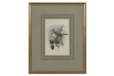 Untitled by John Gerrad Keulemans, watercolour, offered Feb 2021