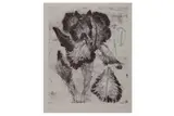 R.a. (b.1931) by Elizabeth Blackadder, pencil, offered Dec 2020