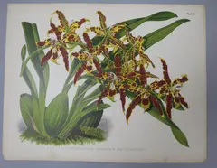 A collection of 34 hand-coloured lithographic plates from 'The Orchid by John Nugent Fitch, print (other), sold Jun 2018