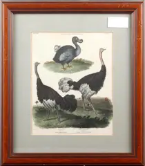 Dodo and ostrich by Sydenham Teast Edwards, hand coloured engraving, sold Feb 2012
