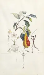 Poire Don Quixote (from FlorDali/Les Fruits) by Salvador Dalí, 1969, photolithograph, sold Apr 2023