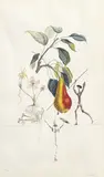 Poire Don Quixote (from FlorDali/Les Fruits) by Salvador Dalí, 1969, photolithograph, sold Apr 2023