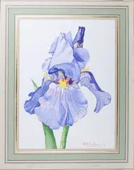 Iris by Denise Richard, Aquarelle et crayon, sold Apr 2022