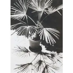 Kurz vor zwölf by Jochen Lempert, 2017, photograph, sold Jun 2025