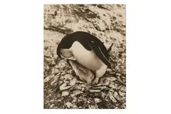 Untitled by Frank Hurley, print, offered Oct 2020