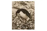 Untitled by Frank Hurley, print, offered Oct 2020