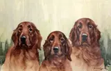 WatercolourThree Irish setterssigned17 by Reuben Ward Binks, watercolour, sold Nov 2017