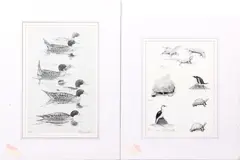 Swans in flight by Peter Markham Scott, sold Jan 2012
