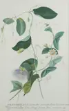 Granadilla folio lunato flore parvo, alto fructu succuleneo ovato/Granadilla folio oblongo ferrate flore purpureo. Houst by Georg Dionysius Ehret, Aquarelle sur vélin, sold Dec 2018