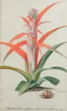 Karatas folus augustissimis altissimis, et aculeatis. Plum N. G by Georg Dionysius Ehret, Aquarelle sur vélin, sold Dec 2018