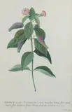 Camara Hanf qua peridimemum humilius salvia folio rugoto/majore flore efentento purpureo fructu oblongo esculento, purpureo sloan. Cat. 164 by Georg Dionysius Ehret, Aquarelle sur vélin, sold Dec 2018