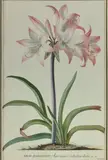 Lilio Narcissus Americanus Belladona dictus Par Bat by Georg Dionysius Ehret, Aquarelle sur vélin, sold Dec 2018