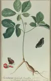 Aureliana Canadensis Sinensibus Ginsing /Aroquccis Garent Equen Breyn. Brod. P. 52 by Georg Dionysius Ehret, Aquarelle sur vélin, sold Dec 2018