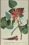 Corallodendron triphyllum Americanum Spinos ltere ruberrime. Tourn by Georg Dionysius Ehret, Aquarelle sur vélin, sold Dec 2018