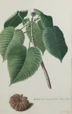 Hura Americana abutlbi India folio. A. d by Georg Dionysius Ehret, Aquarelle sur vélin, sold Dec 2018