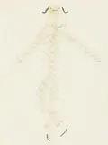 Arlequin dansant by Jean Cocteau, 1954, Pastel et crayon sur papier, sold Jun 2011